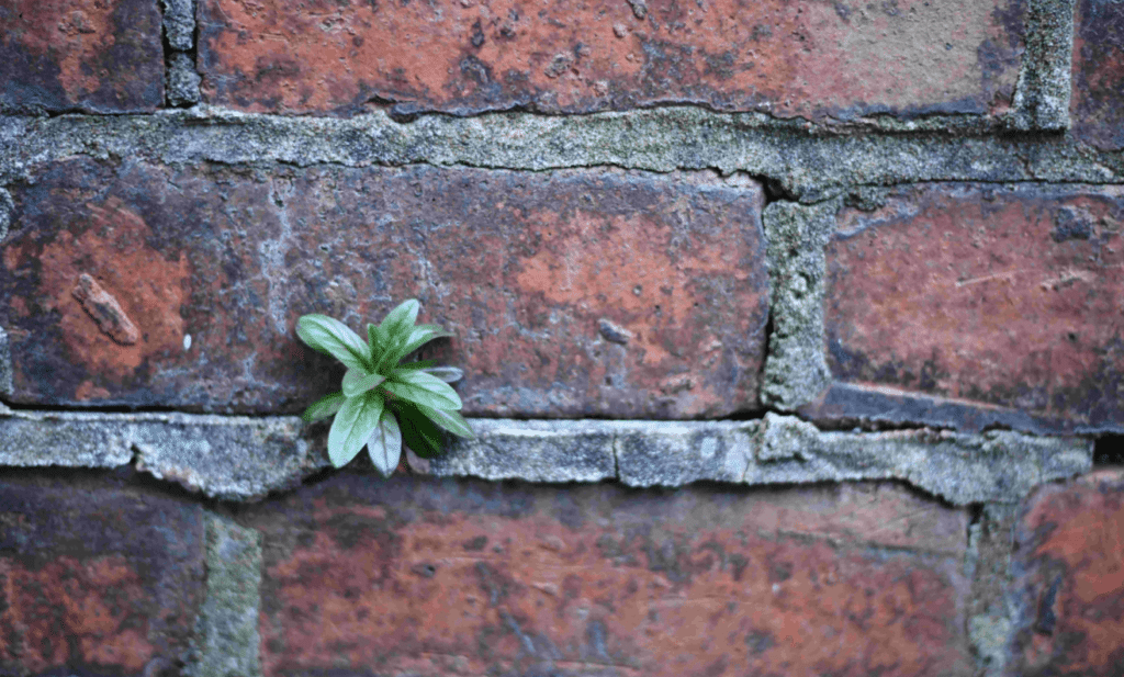 A green plant growing out from a brick wall symbolizing how bloggers need to utilize evergreen content. Keep reading to learn more about the best strategies to curate content for your blog.