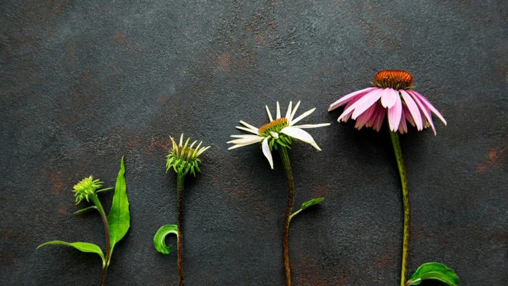 Three colorful flowers on a black background. Click here to learn more about affiliate vs partner marketing for bloggers.